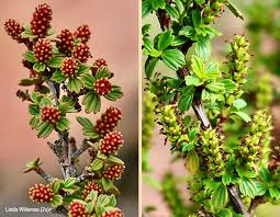 Image result for Myrothamnaceae