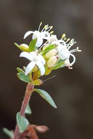 Image result for Otiophora