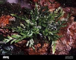 Image result for Pneumatopteris afra