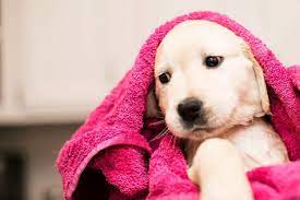 Find golden retriever in pets | find or rehome a dog, cat, bird, horse and more on kijiji: Golden Retriever Puppy S First Bath Golden Retriever Golden Retriever Puppy First Snow