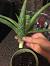 How To Grow Aloe Vera Plant From Leaf