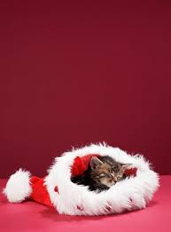 Kitten Asleep In Santa S Hat Sweet Dreams Beautiful Friends Christmas Kitten Christmas Animals Christmas Cats
