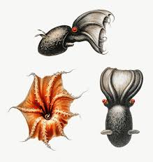 Cirrate Octopus And A Vampire Squid Illustration Vampire Squid Vampire Octopus Squid Drawing