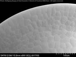 Image result for Hermbstaedtia scabra