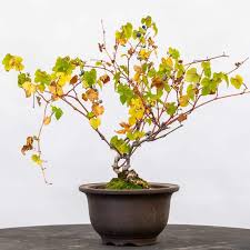 Maybe you would like to learn more about one of these? Timing For Fall Pruning Bonsai Tonight