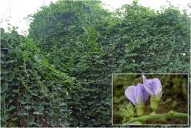 Image result for Canavalia