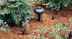 Switch To Drip Irrigation And Water During Stage Three