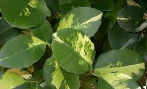 Image result for Elaeodendron croceum