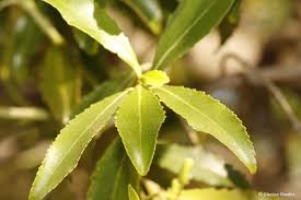 Image result for Catha edulis