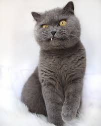 The Art Of Showing Your Teefs Without Letting The Hooman Photograph Your Tongue Because The Treats Were Not Good Enough To Get Bo Cat S Cats Animals