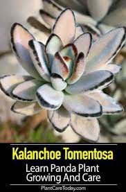 Kalanchoe Tomentosa Learn Panda Plant Growing And Care Plants Palm Plant Care Succulent Gardening