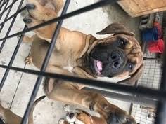 Americanlisted has classifieds in carson city, michigan for dogs and cats. Puppyfinder Com Bullmastiff Puppies Puppies For Sale Near Me In Flat Rock Michigan Usa Page 1 Displays 10