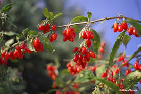 Lila beeren sind selten zu finden. 19 Straucher Mit Beeren Nach Farbe Sortiert