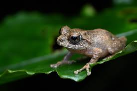 Image result for Afrocanthium pseudorandii