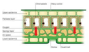 A compilation of plant and animal cell images with organelles and major structures labeled. Palisade Cell Structure Bbc Bitesize