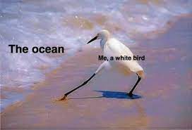 Meta Version The Razzle Dazzle Bird Know Your Meme