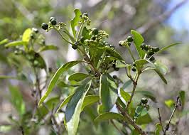Image result for Psydrax fragrantissima