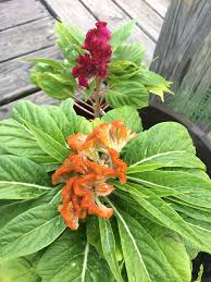 Image result for Celosia