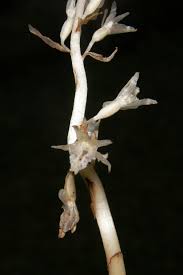 Image result for Epipogium roseum