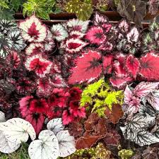 Image result for Begonia