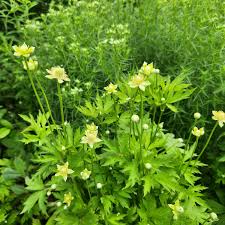 Image result for Blumea adamsii