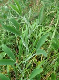 Image result for Oxyanthus latifolius