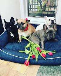 Los angeles (ap) — lady gaga's dog walker was shot and two of the singer's french bulldogs were stolen in hollywood during an armed robbery, police said. Lady Gaga Age Lady Gaga Asia Dog