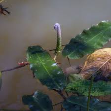 So please consider that this aponogeton grows fast and large when you think about planting one in your. Aponogeton Crispus Florida Aquatic Nurseries