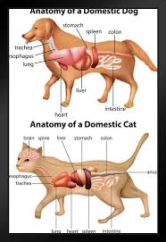 Anatomy Of Domestic Dog And Cat Educational Chart Black Wood Framed Poster 14x20 Dog Anatomy Cat Anatomy Domestic Dog