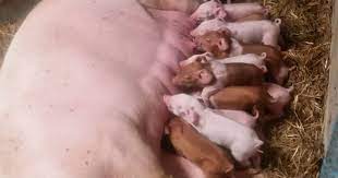 Astfel, potrivit unui document emis de recent de ansvsa, pentru a creste porci in gospodarie, trebuie respectate o serie de reguli. Ministrul Agriculturii LimiteazÄ Cresterea Porcilor In GospodÄrii Document