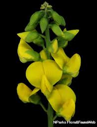 Image result for Crotalaria oocarpa