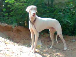 Kombai Dog Puppy Dog Ideas Rajapalayam, kanni, chippiparai and combai are also fabulous indian breeds. kombai dog puppy dog ideas