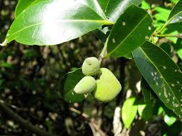 Image result for Avicenniaceae