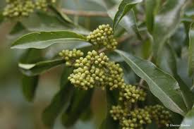 Image result for Heteropyxidaceae