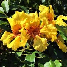 Image result for Markhamia lutea