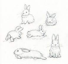 How To Draw Rabbits Realistic Recherche Google Bunny Drawing Realistic Drawings Rabbit Drawing