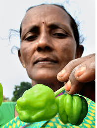 Land acquisition may eat up Pothepalli's green peppers