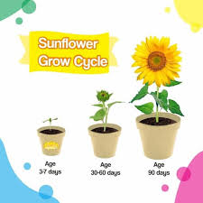 Letakkan krisan di tempat yang menerima sinar matahari paling sedikit 4 jam. Buruan Serbu Grow Kit Mini Sunflower Bunga Matahari Pot Kertas Potme Farm Shopee Indonesia