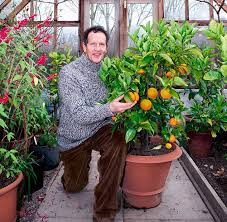 The reason for this is that when the soil is still warm root growth is promoted, so late spring. Monty Don On How To Save Your Citrus In The Winter Daily Mail Online