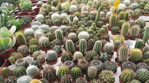 This means that less evaporation. Different Types Of Cactus For Android Apk Download