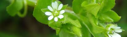 List of wild flowers, leaves and other wild plants parts than can be eaten. Wild Plants In The Uk British Hedgerow Food Foraging Guide