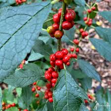 Image result for Xyris natalensis