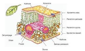 Fungsi Epidermis Pada Jaringan Tumbuhan Beserta Penjelasannya