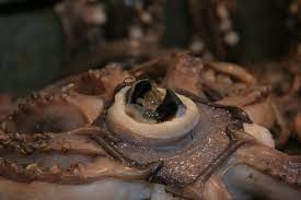 Greek octopus forms coalition with dolphin's genitals (Picture of that) |  NeoGAF