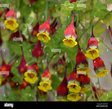 Image result for Tropaeolaceae