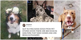 Please please help me a share. This Teen S Tweet Inspired Pet Owners To Share Their Incredible Adoption Stories
