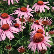 404 Echinacea Purpurea Echinacea Easiest Flowers To Grow