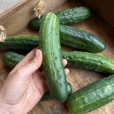 Image result for Cucumis engleri