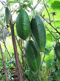 Image result for Cucumis