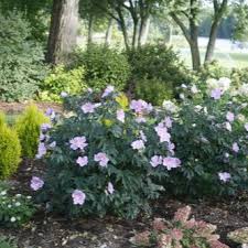 We did not find results for: Rose Of Sharon Ultimate Growing Care Guide Proven Winners